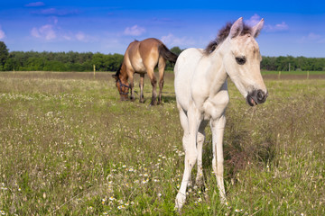 Obraz premium Horses