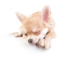sweet chihuahua puppy over white background