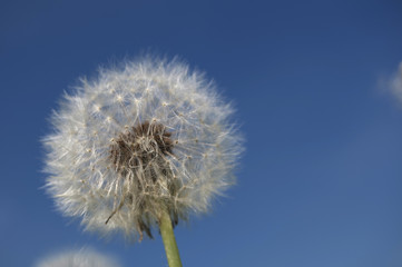 Fluffy dandelion and sky