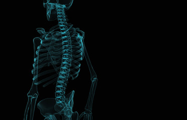 Human skeleton x-ray