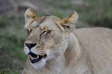 Lioness (Panthera leo), Masai Mara, Kenya