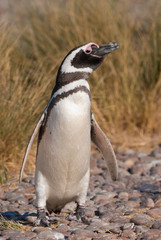 Obraz premium Magellan Penguin (Spheniscus magellanicus) in Patagonia