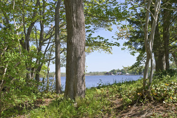 Lake View from Woods