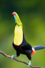 Keel Billed Toucan, from Central America.