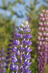 Wild Perennial Lupin (Lupinus perennis)
