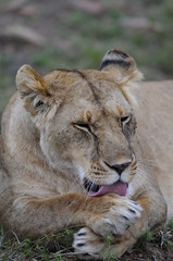 Obraz premium Lioness (Panthera leo), Masai Mara, Kenya