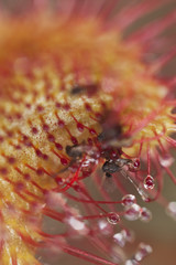Common sundew (Drosera rotundifolia)