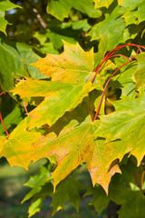 autumn maple leaves