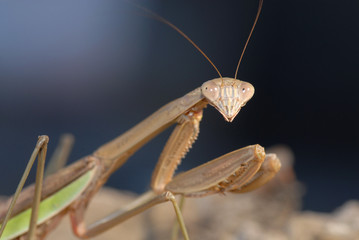 Mantis