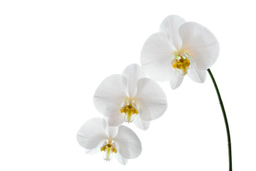 Fototapeta na wymiar White Phalaenopsis Orchid
