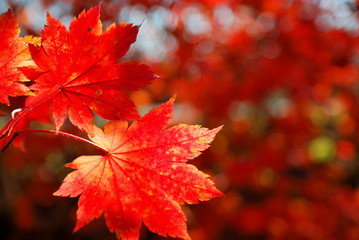 Red maple leaves