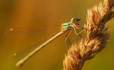 Dragonfly