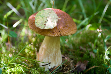 wild mushroom with fallen leaf