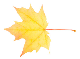 Obraz premium yellow maple leaf isolated on white