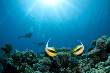 Naklejka na ściany i meble Scuba Diver silhouetted with bannerfish