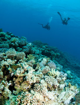 seascape with scuba divers