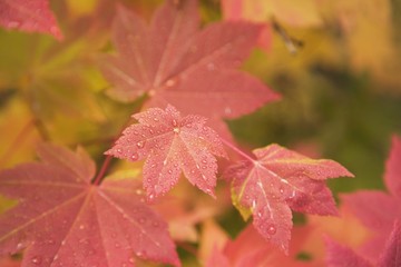 Close-Up Of Red Autumn Leaves
