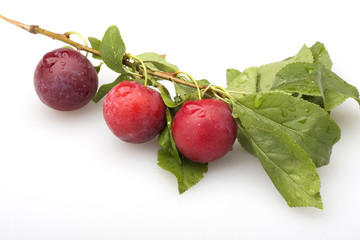 Little plum on white background