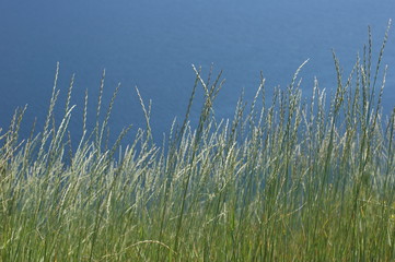 long grass