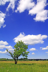 Fototapeta na wymiar oak on field