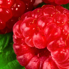 Berry