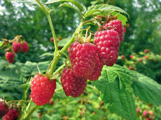 raspberry plantation