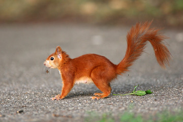 Eichhörnchen © Sven Grundmann