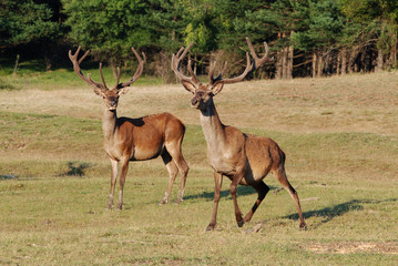 deer with big horn