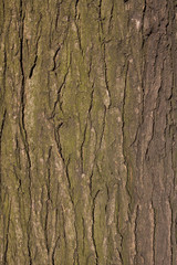 Tree cortex texture