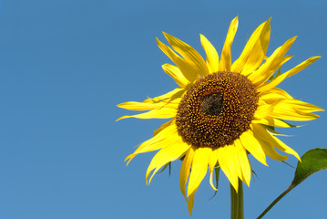 Bright yellow sunflower background