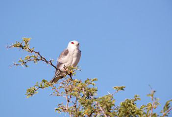 Black-shouldered Kite (Elanus caeruleus)