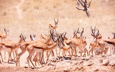 Large herd of Springbok (Antidorcas marsupialis)