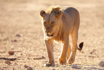 Fensteraufkleber Panther Lion (panthera leo) in savannah