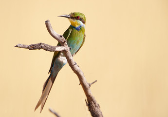 Swallow-tailed Bee-eater
