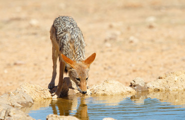 Black-backed Jackal (Canis mesomelas)