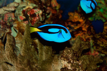 Fototapeta na wymiar Tropical fish