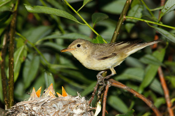 Icterine Warbler, Hippolais icterina by the Nest