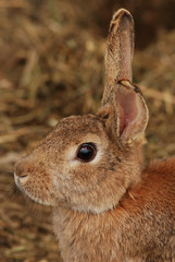 rabbit close-up