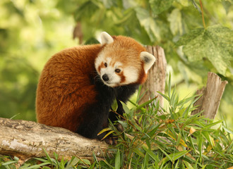 Naklejka premium Portrait of a Red Panda