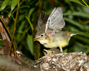 Icterine Warbler, Hippolais icterina. Nest