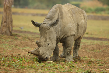 Naklejka premium Portrait of a White Rhino