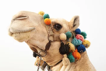 Plaid mouton avec motif Chameau chameau