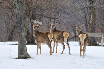 Obraz premium deer roe