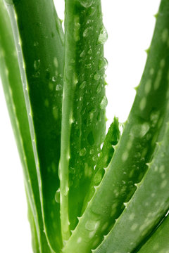 94 Best Aloe Vera Images Stock Photos Vectors Adobe Stock