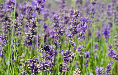 natural shot of a beauty and colorful lavender