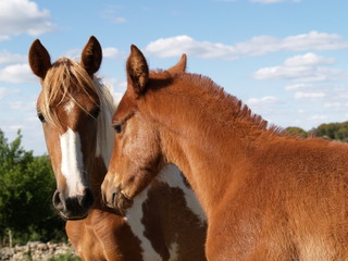 Caballos en La Losa (Segovia)