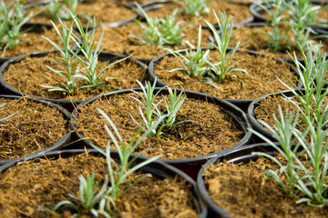 plantation of green and tasty rosemary