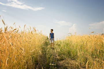 Naklejka na ściany i meble Boy walking through golden wheat field