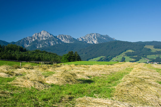 bavarian landscape with beautiful mountains and corn field
