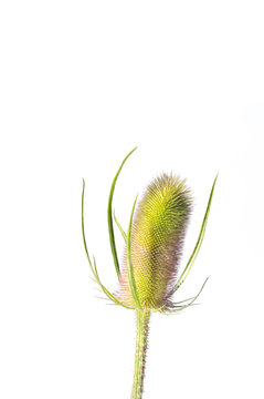 Dipsacus Fullonum,Cardo
